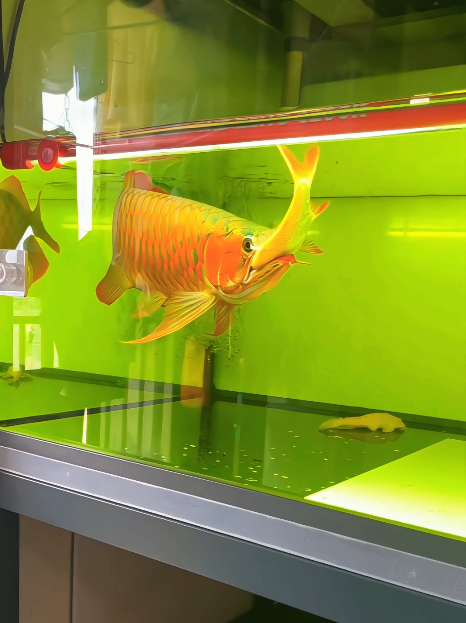 Tankmate dikira side dish, padahal niatnya buat temenan… nasib 😅  #ikanhias #predatorfish #ikanpredator #hoby #fishtank #aquarium #arowana #arwana #tinfoilbarb #tankamate 