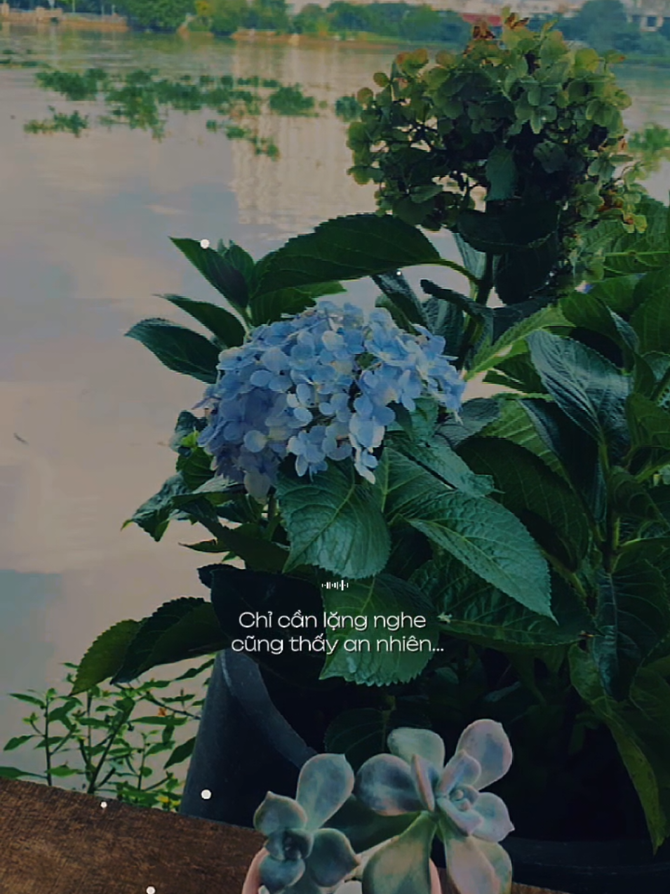 Phần 71 | Cuộc đời rất khẽ chỉ cần lặng nghe... [ Sáng Nay Hoa Nở ] #sangnayhoano  #nhacbuontamtrang  #tramcamxuc💔  #thumaucapcut  #tuyen 