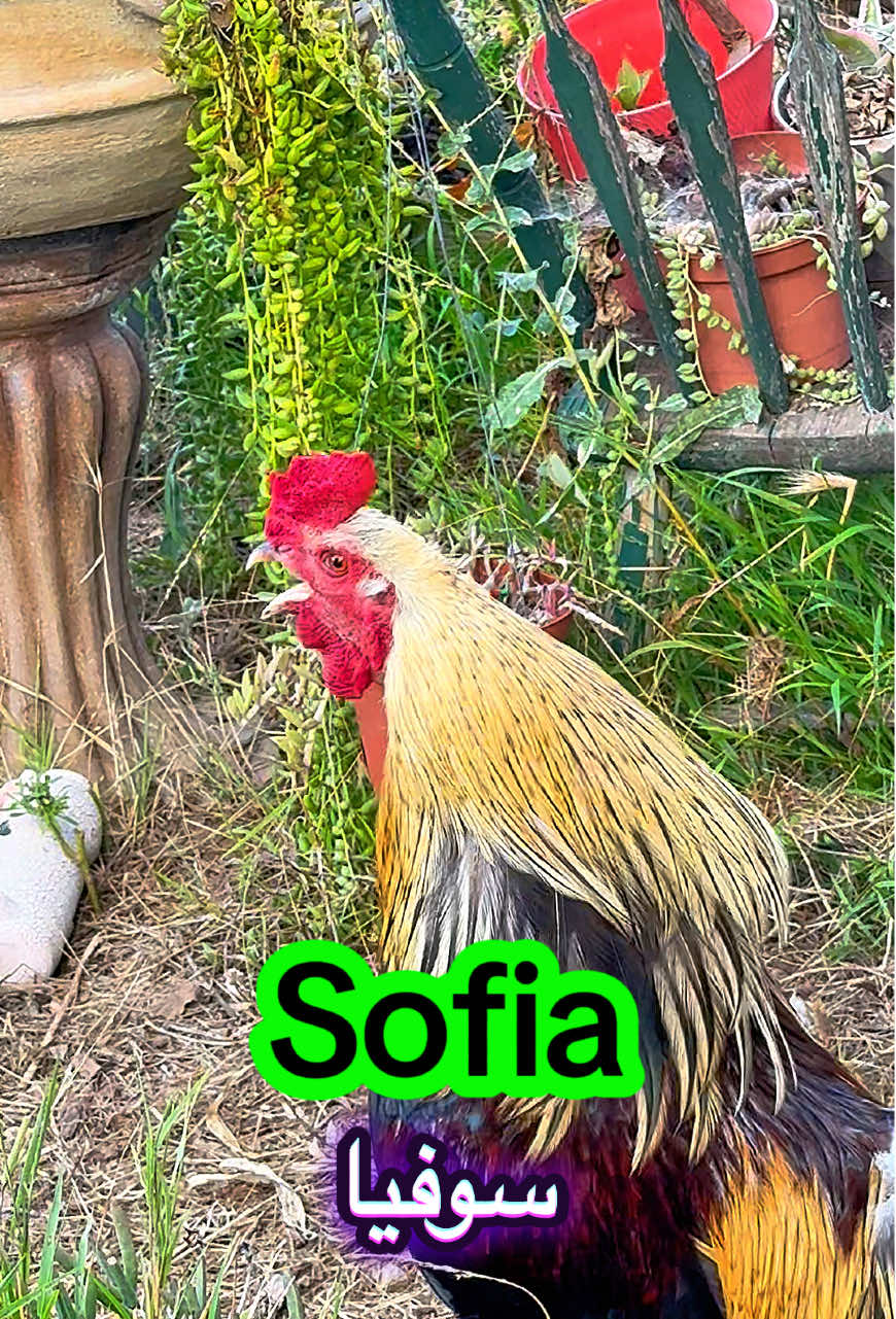 🐔🐔🐔Sofia🐔🐔🐔🐔🐔🐔🐔Oh Sophia🐔🐔🐔🐔🐔🐔🐔🐔🐔🐔🐔#sofia #sophia #rooster #memesdaily #funnymemes 