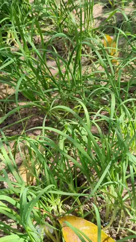 Hát ca ngoài vườn #nhacche #alwayswithme #ghibli #lamvuon 