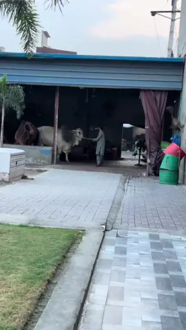 Mashallah ❤️❤️