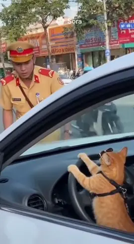 #catdriving #meo #trending #cat 