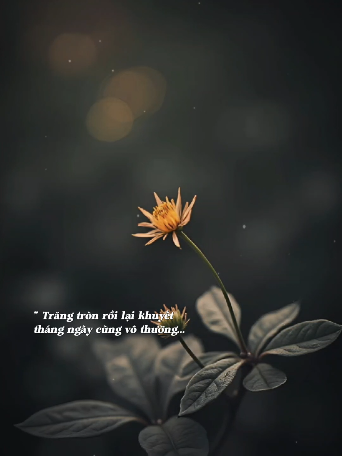 Hoa nở rồi hoa tàn đời là cõi vô thường... #nhachaymoingay #vothuong #phatphap 