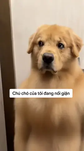 Động vật đáng yêu #xuhuong #dog #pet #animals #funnyvideos 