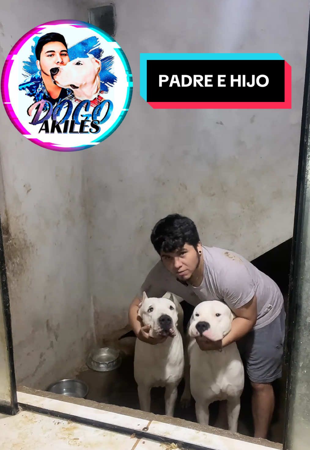 Dogos argentinos padre e hijo #dogoargentino #perros #dogosdelmundo #perrospoderosos #dogoftiktok 