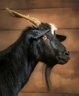 funny 🤣🤣😂 video #queens #pixverseai #pleaseunfrezzemyaccount #pixverse 