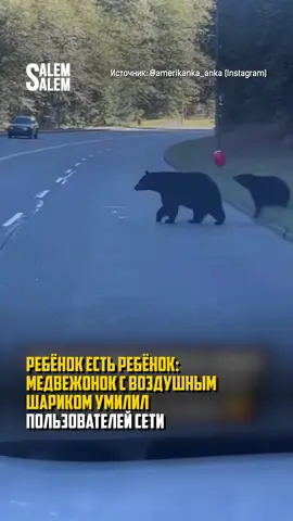 Ребёнок есть ребёнок: медвежонок с воздушным шариком умилил пользователей сети В США семья медведей переходила дорогу, когда один из медвежат неожиданно отвлёкся на парящий рядом воздушный шарик. Он начал с любопытством играть с ним, словно обычный ребёнок. Трогательная сцена напомнила всем, что малыши остаются малышами, даже если они медвежата.  Видео быстро стало вирусным. Оно и неудивительно, мы и сами на него залипли 😌 💛 SALEM, ALEM!