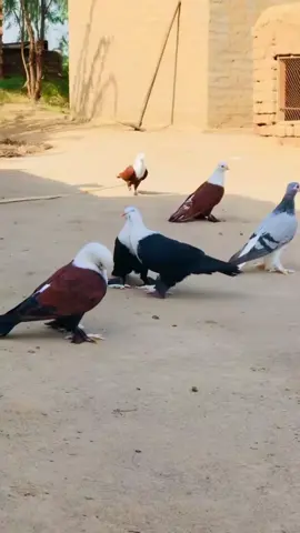 #Handtaim🦅#foryoupage #fypシ゚viral🖤tiktok☆♡🦋myvideo #unfrezzmyaccount #viwesproblem @💔💔😰اوداس زندگی 😰💔💔 