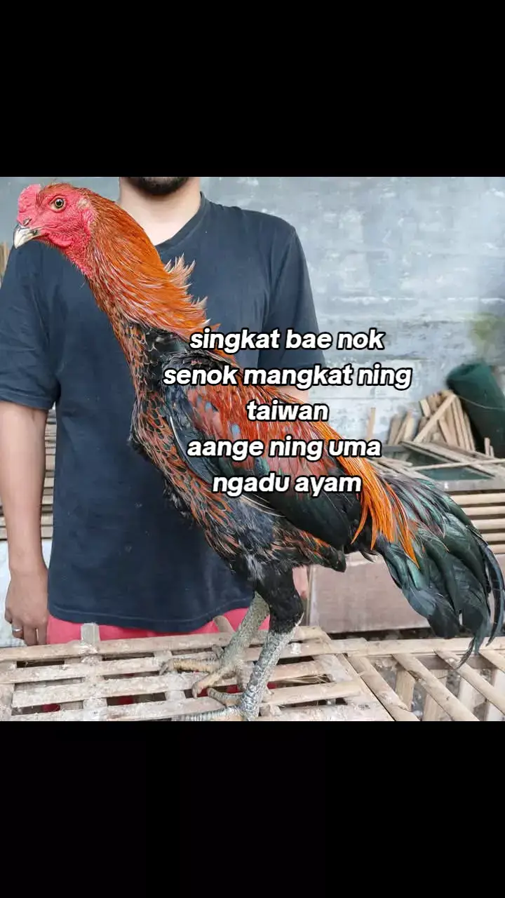 p adu ayam #tkwtaiwan #fyp #ayambangkok 
