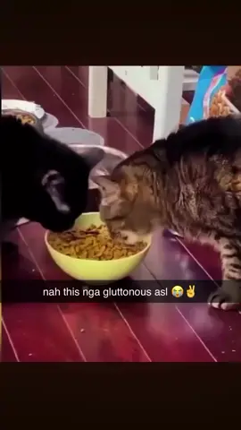 #fyp #foryou #PetTok  #catsoftiktok  #trending                       