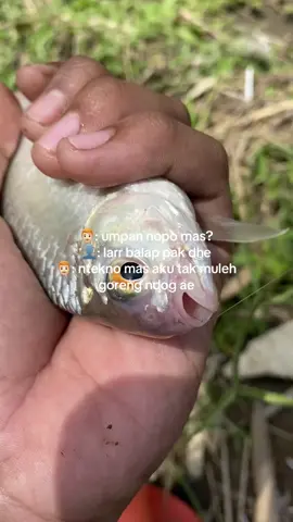 padahal meh tak tawani umpan pisan😭 #microfishing 