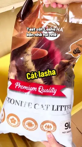 Cát Lasha #catchomeo #cat 