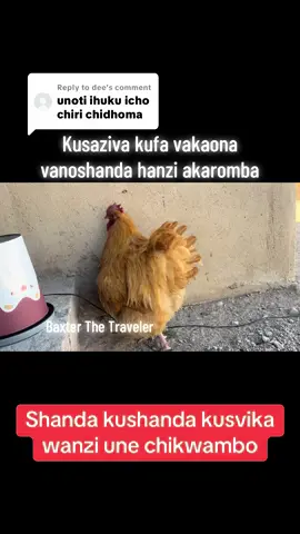 Replying to @dee #baxterthetraveler #zimtiktokers🇿🇼🇿🇼🇿🇼 #zimtiktok #zimbabwe #chicken 