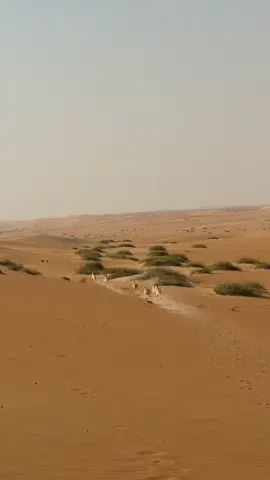 𐂂 #deer #nature #wildlife #iykyk #explore 