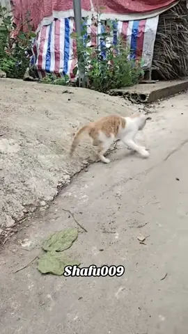 #粉丝一千万#cat#funny#viral#fyp 