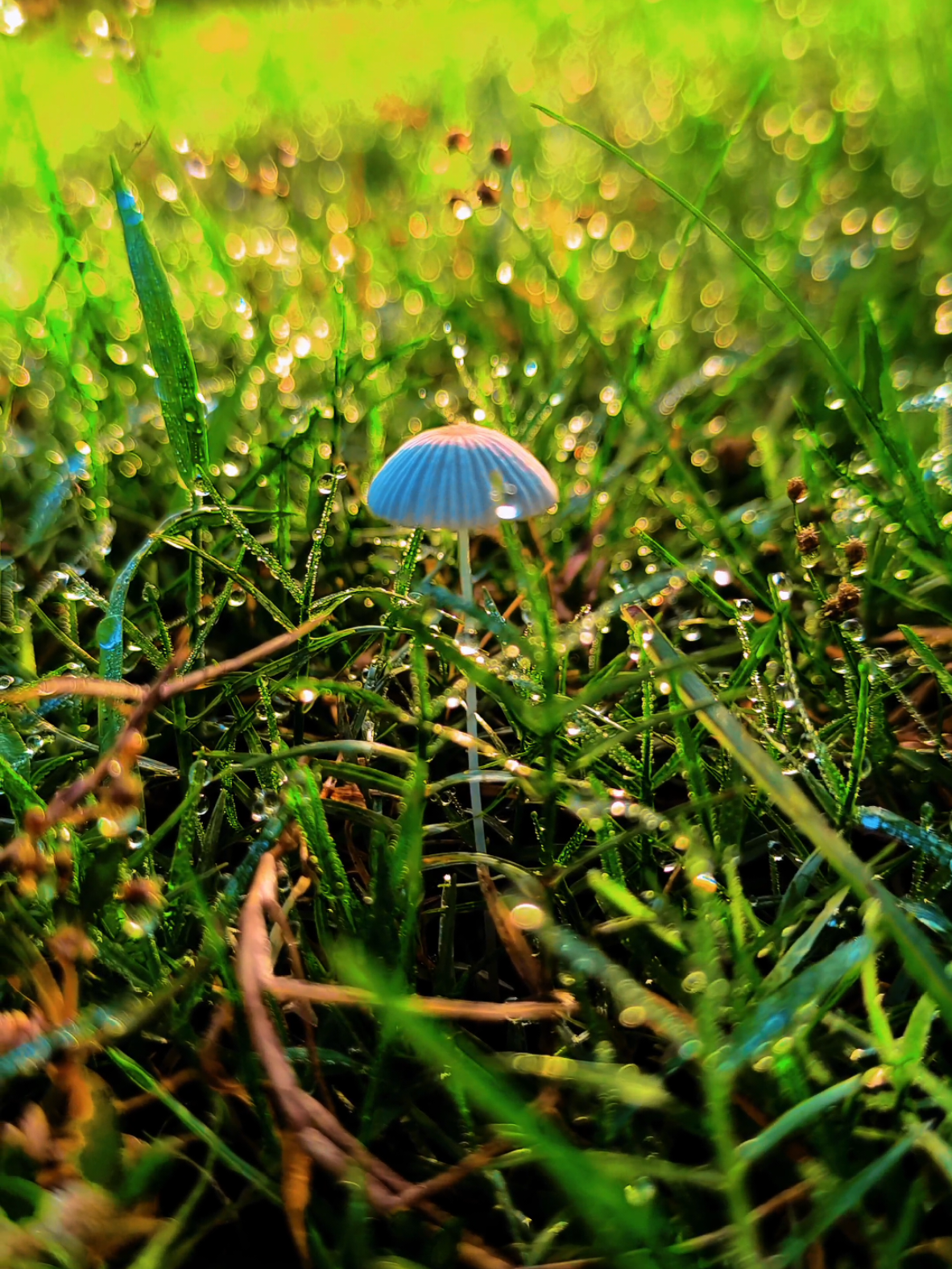 মৃত্যুর চেয়ে ভবিষ্যৎ এর চিন্তা বেসি অথচো মৃত্যুই ভবিষ্যৎ...!🙂❤️‍🩹 #foryou #fyp #foryoupage #viral #tiktokofficialbangladesh 