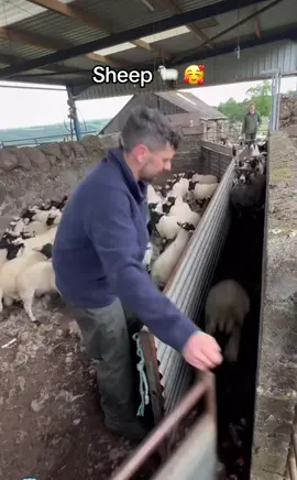 #الشعب_الصيني_ماله_حل😂 #funny #funnyvideos #sheep #animals 