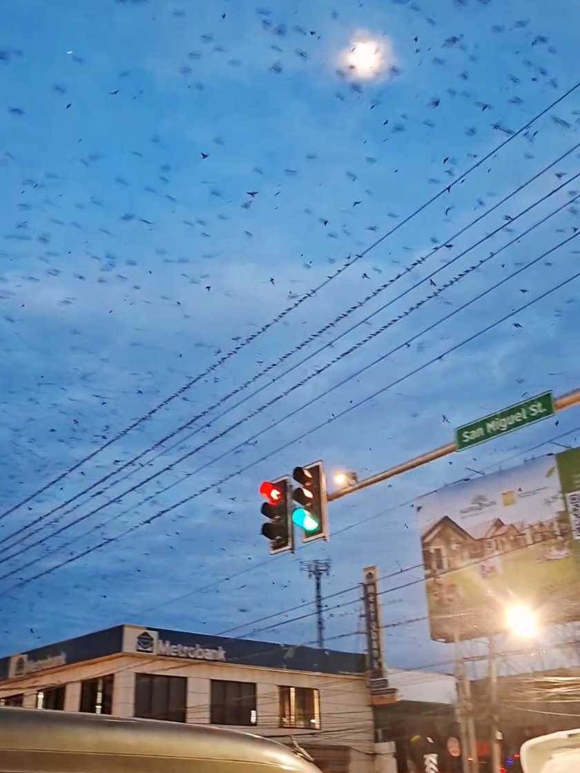 Tulad ng ibong malaya, sana makalaya rin tayo sa pangarap natin hindi natupad  #fyp #dreams #peace  #keepgoing #acceptance 