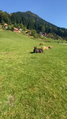 Anlık Ayder Yaylası  Yaylanın en doğal ve güzel zamanı  #rize #karadeniz #çamlıhemşin #ayder #ayderyaylası 
