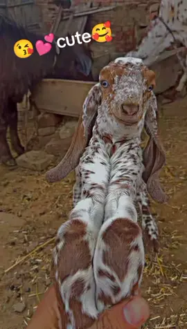 ##pindawale #beautiful #viralvideo #🌱 #😜😍🥰🔥🥰🤩😍😱 