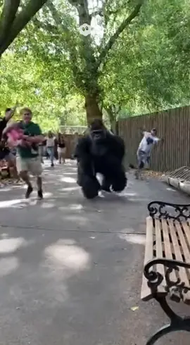 Typical day at the zoo. Sora 2 is crazy good. #zoo #sora