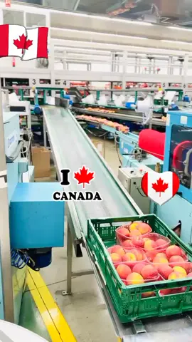 #canada🇨🇦 #canada_life🇨🇦 #canada🇨🇦 #canada_life🇨🇦 #canada🇨🇦 