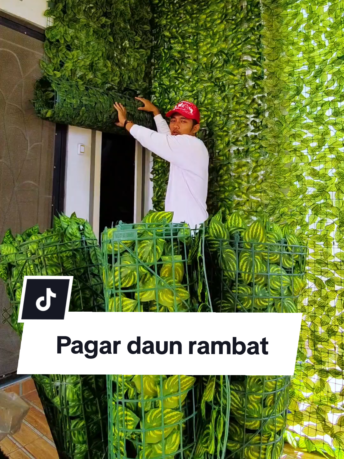 Pagar daun rambat ukuran jumbo 3x1 meter dan 0,5x3 meter.  #daunrambatdinding #daunrambatplastik #pagardaunrambat #modalkontendoang 