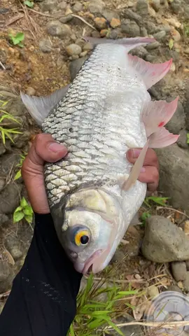 makan cantik🤩#fyp #mancingmania #fishingtrip #sungaiprogo 