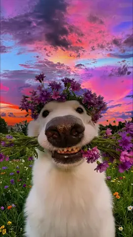 Human, send you flowers💐 #sunset #fyp 