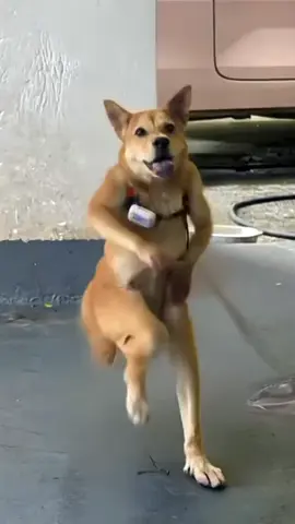 Anjing dan Kucing Menari Edisi Kocak! | Aksi lucu sepasang hewan yang sangat ekspresif, di mana seekor anjing berdiri dan melompat-lompat dengan menggemaskan seolah sedang menari, diikuti oleh seekor kucing putih yang ikut-ikutan berdiri tegak dan bergaya bak penari profesional! Tonton sampai habis karena gerakan mereka dijamin bikin kamu senyum-senyum sendiri! #HewanMenari #DogDance #CatDance #VideoLucu #FunnyAnimals Anjing menari berdiri, kucing berdiri menari, hewan lucu joget, video anjing kucing menari viral, dog and cat dancing meme
