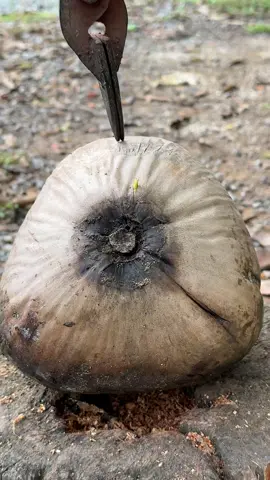 embryo bud of a coconut tree