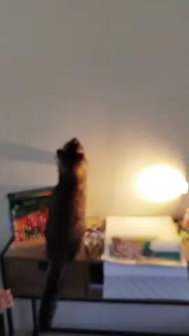 #cat fou 