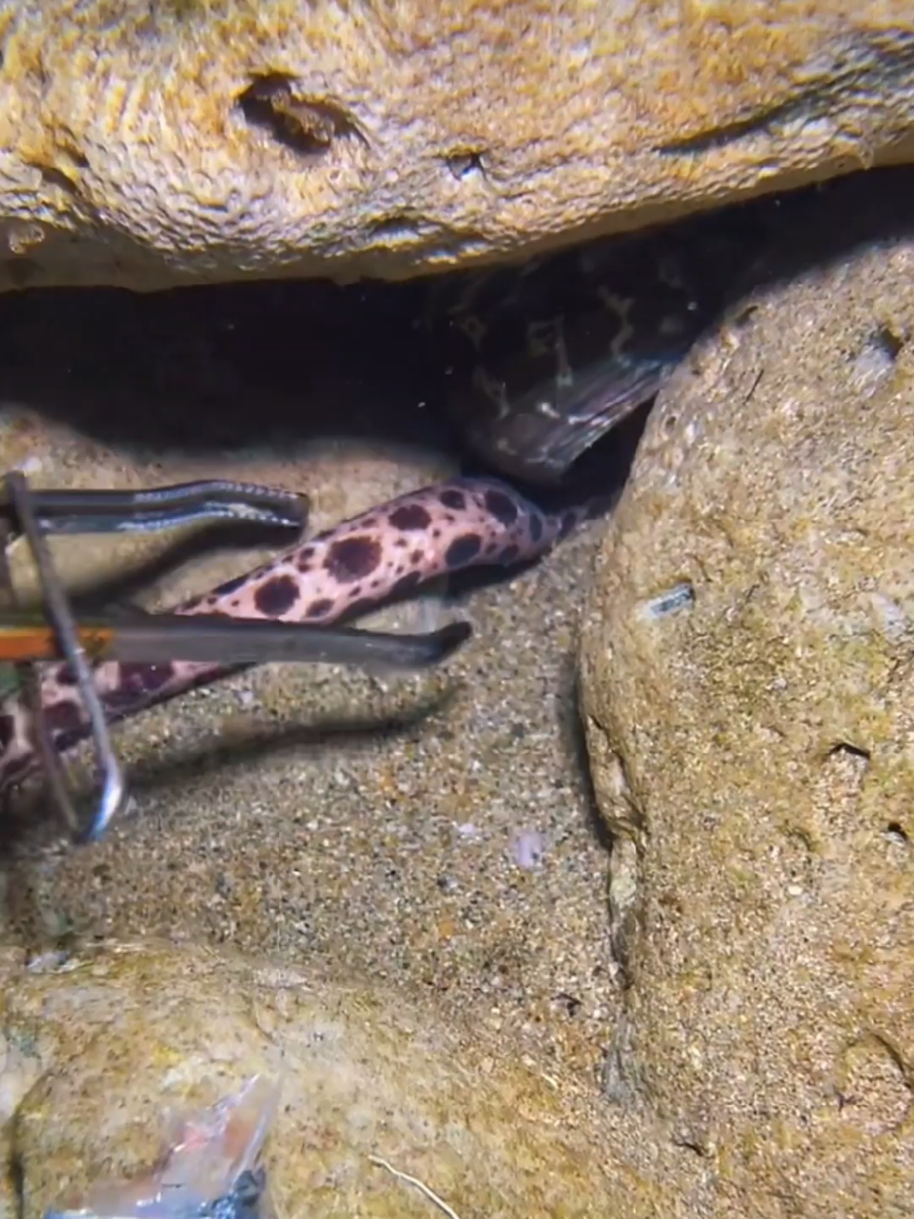 #diving #crab #catchthesea #seaside #seafood 