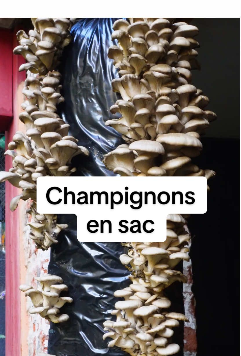 Comment cultiver des pleurotes en sac chez toi ? C’est la saison des champignons 🍄‍🟫 et tu peux en avoir chez toi pendant plusieurs mois . Voici les étapes à suivre, avec notamment l’utilisation d’un sac en plastique perforé, de marc de café, de copeaux de bois et de carton, ainsi que de graines de mycélium de pleurote. À toi les bonnes poêlées de champignons 🍄‍🟫  #champignon #pleurotes #cultiver #astucejardin  #mushroom 
