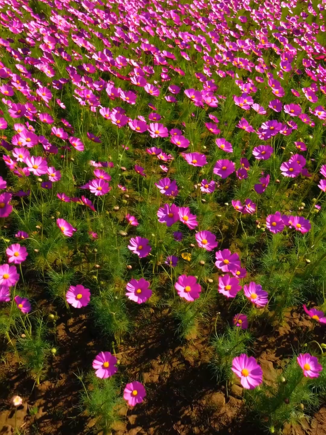 【夢色の夕暮れ】ピンクの波が広がるコスモス畑｜心を包む癒しの光景  Dreamy Sunset Field of Cosmos | Waves of Pink Serenity 夕日に染まるコスモス畑。風に揺れるたび、ピンクの花々が波のように広がります。 この穏やかな光に包まれる時間は、心のざわめきを静かに癒してくれます。 自然が描く“やさしさの風景”を、どうぞ深呼吸とともに感じてください。 A field of cosmos flowers glowing under the soft sunset. Each gentle breeze turns the petals into waves of pink, filling the air with calm serenity. Let this peaceful scene wash over you, soothing your heart and soul with nature’s quiet magic. #癒しの時間 #コスモス畑 #夕暮れの景色 #自然の美しさ #心を整える #HealingNature #CosmosField #SunsetGlow #PeacefulVibes #NatureLovers #花のある風景 #夢色の空 #リラックス映像 #TranquilView #RelaxingScenery