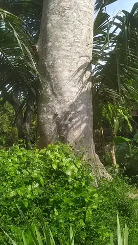monggo siap d pinang bis q... seng minat bulatan 270 mtr