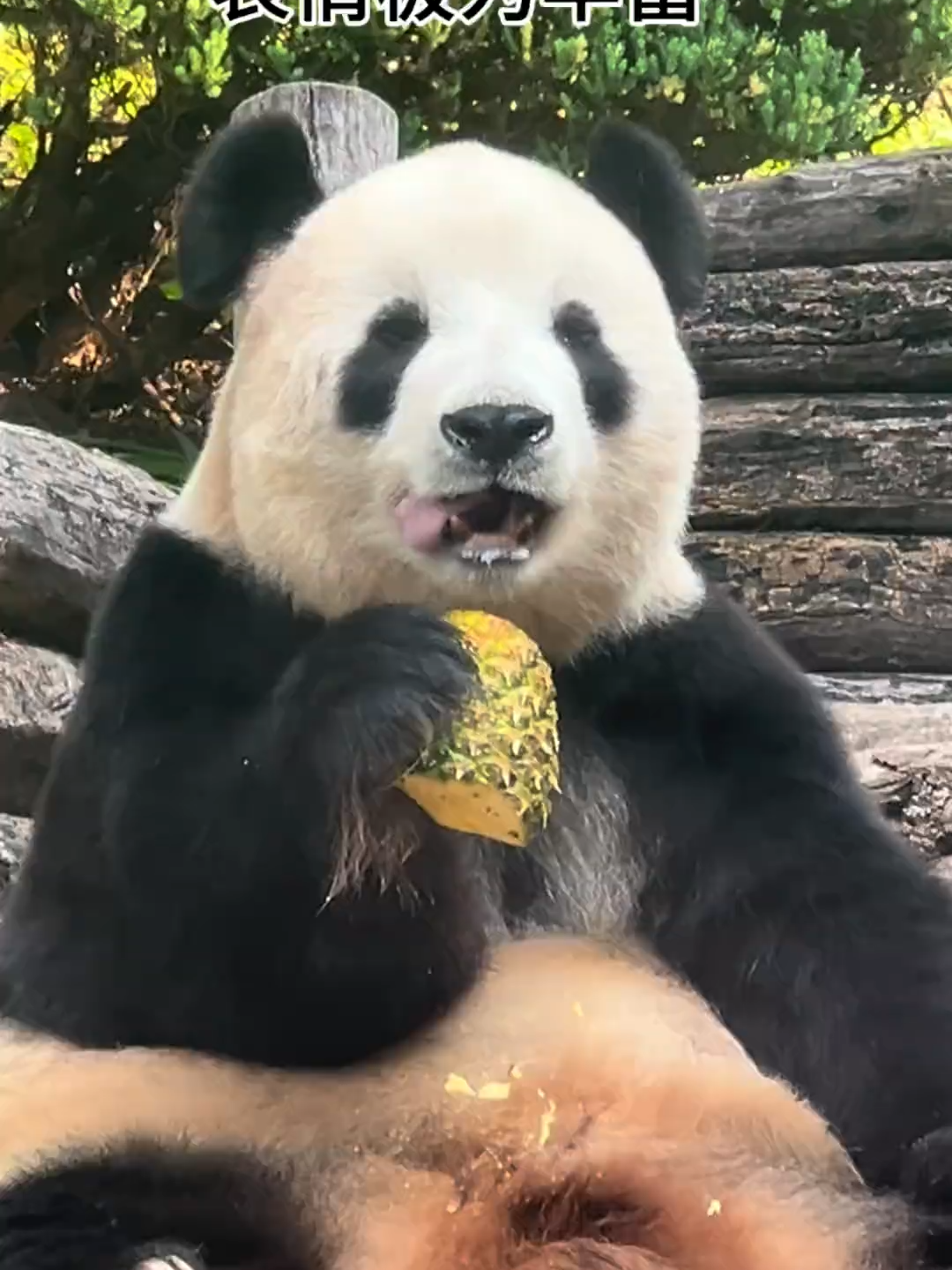 Giant panda eats pineapple for the first time