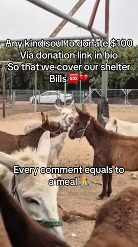 Every kind comment would mean a world to me #donkey #donkeysoftiktok #donkeyrescue #donkeytok #animalrescue 