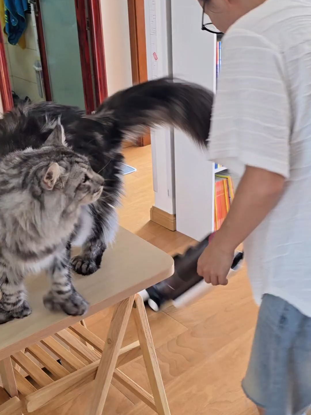 Miêu ơi, em đang làm gì vậy? #mieumieu #meo #meocon #cat