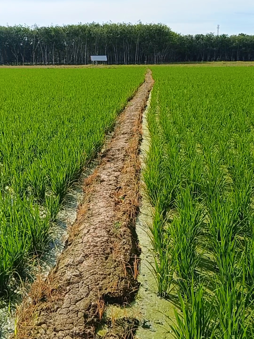 Tulung Tulung #sawah #padi #petanipadi #petaniindonesia🇮🇩🇮🇩🇮🇩🌿🌿 #petanimilenial 