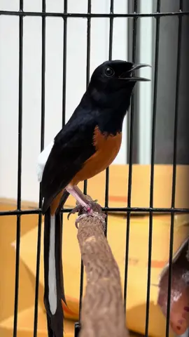 #muraibatu #นกบินหลาดง #นกกางเขนดง #นกบินหลา  🦅🦅