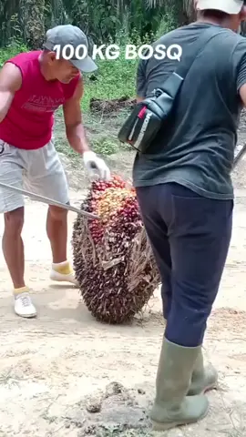 100 KG bosku.  #fyp #pemuat #sawit #driver #sawit 