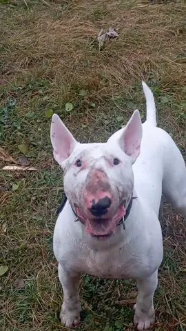 #Hunter #dangerous #собакаубийца #Bullterrier #собака 