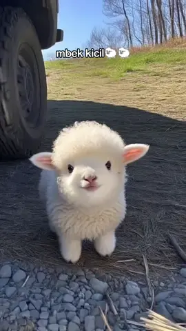 beli dimana ini, lucu bange😭 #sheep #dombalucu #videolucu #littlelamb #funnyanimals 