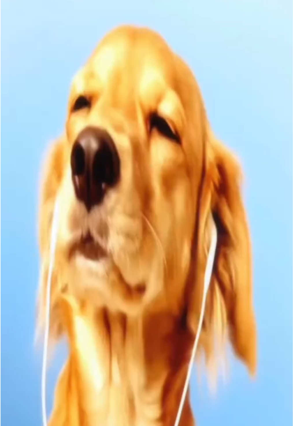 Могут ли собаки слышать музыку через наушники? Они будут, если позволят оставить наушники на голове ! Их слух очень похож на наш, хотя и более чувствительный, и они также способны слышать более высокие звуки, чем мы. #music  Вид искусства, использующий организованные звуки и тишину для выражения художественных образов, чувств и мыслей через сочетание мелодии, гармонии, ритма, темпа и тембра. Она обладает способностью воздействовать на эмоциональное состояние.  звук представляет собой не что иное, как передачу механических колебаний из одного места в другое. Чтобы мы услышали звук, эти колебания должны коснуться нашей барабанной перепонки. #грязноестекло #recommendations #crystalcastles #sound 