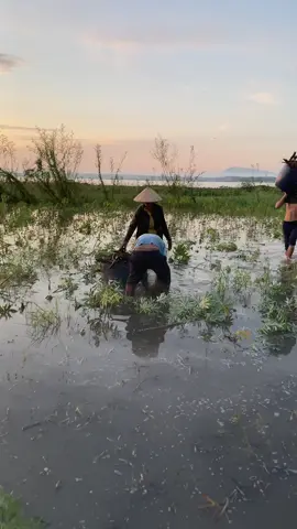 Em nhờ cộng đồng mạng cứu em chén này chén sau em tự cứu. #70tayninh @Hiếu Bến Tàu(Nick 2) 