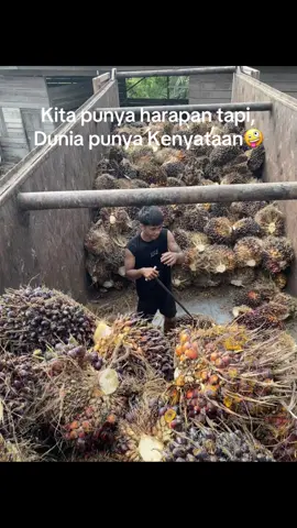 #tukangmuatsawit #mandorsawit#lewatberanda#fypシ゚  cair ee Kii