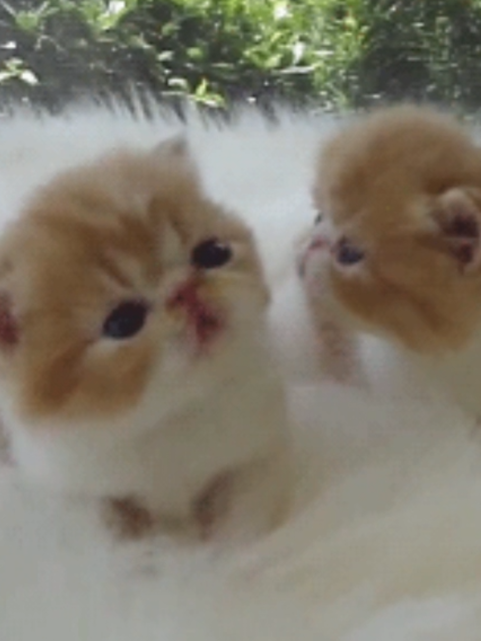 #gif #niche#edit #cats#fyp 