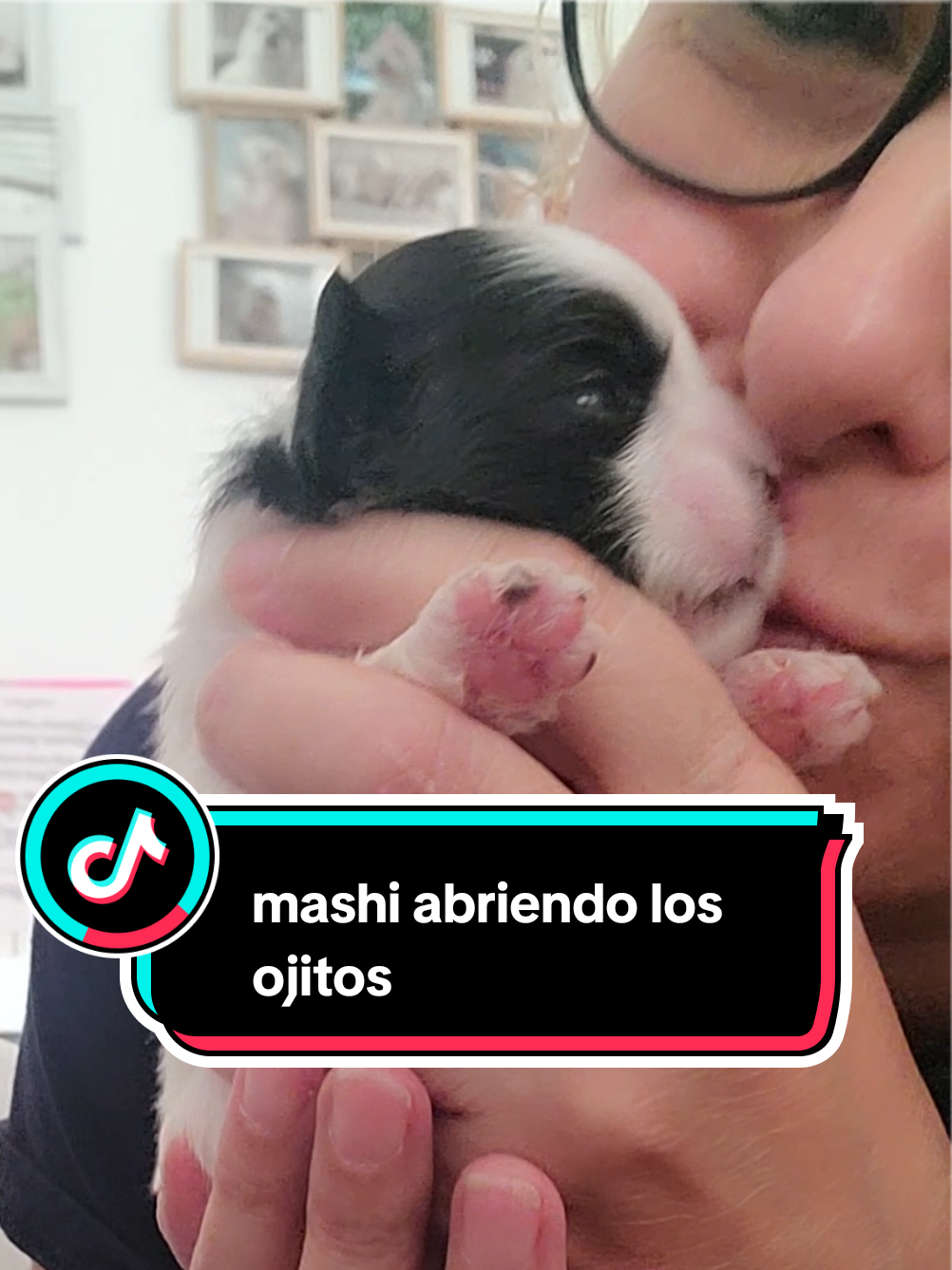 Malshis abriendo los ojitos #puppies #cachorros #malshi #dogs 