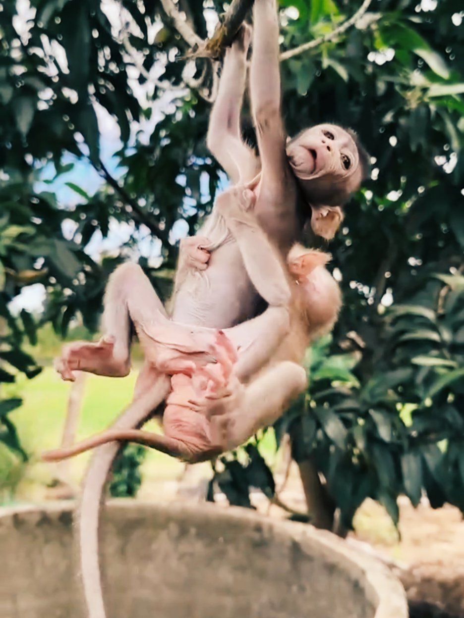 Watch full video guys Animal Wildlife viedo for lovers.  #Life #Wild #Meeting #Animal #Monkey 